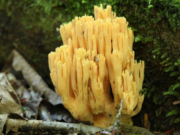 Рогатик желтый гриб