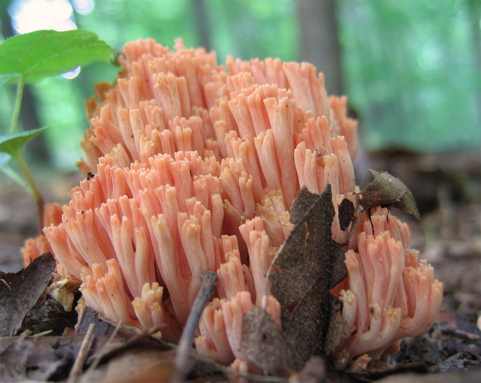 Рогатик рамария обыкновенная