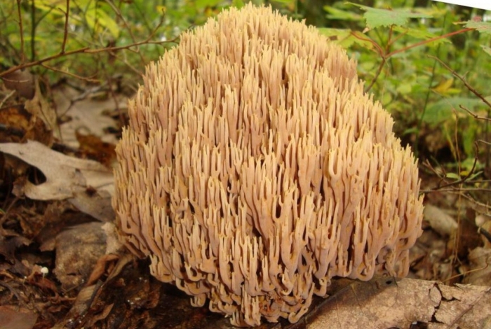 Гриб рогатик рамария