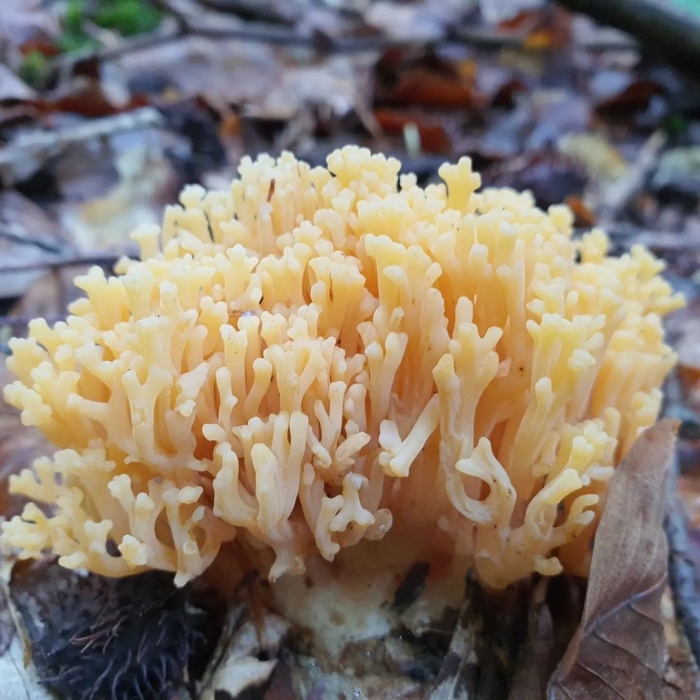 Оленьи рожки гриб