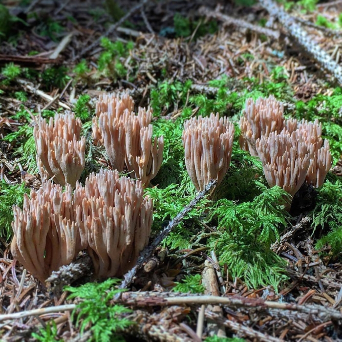 Ежовик гребенчатый гриб
