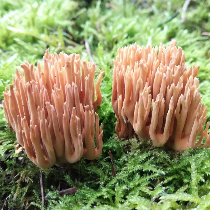 Рогатик гроздевой