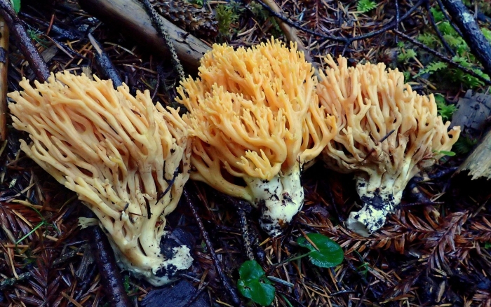 Ramaria sandaracina