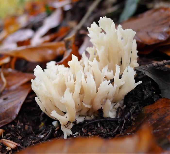 Рамария красноватая