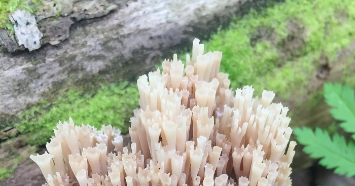 Клавикорона крыночковидная artomyces pyxidatus