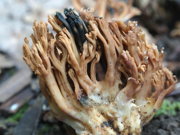 Рамария формоза