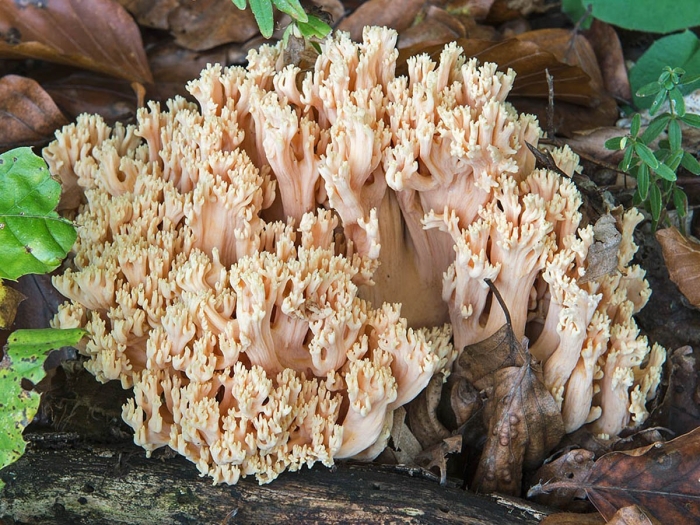 Рогатик коралловидный