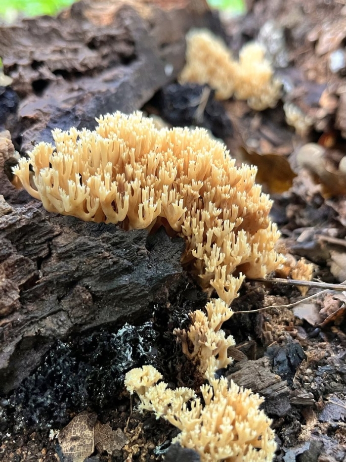 Рогатик прямостоячий