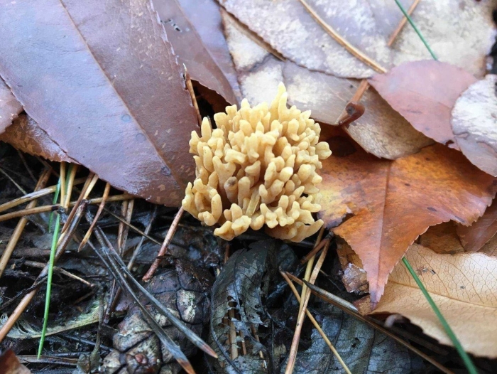 Оленьи рожки гриб баран