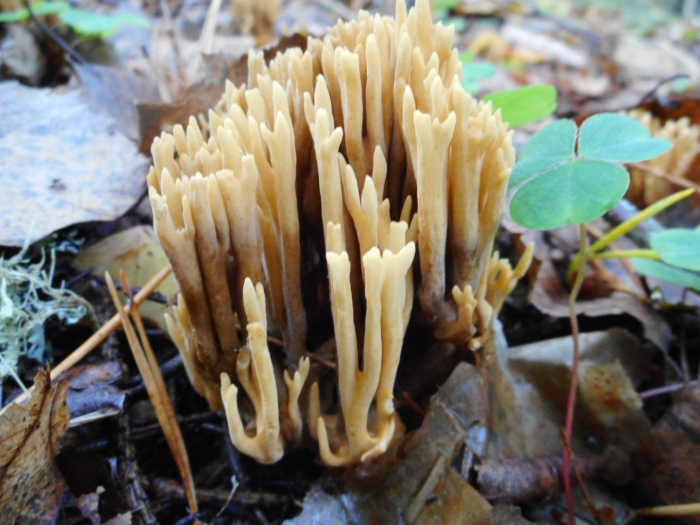 Клавария бледно бурая