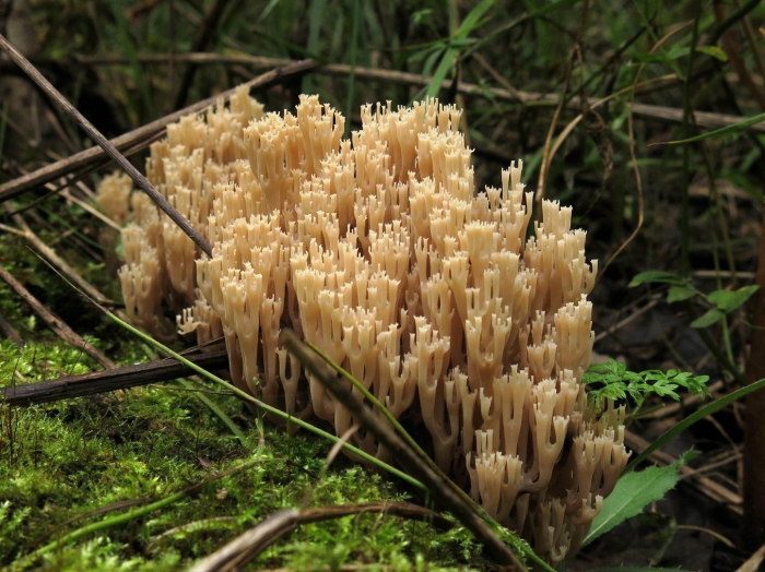 Гриб клавикорона коробчатая