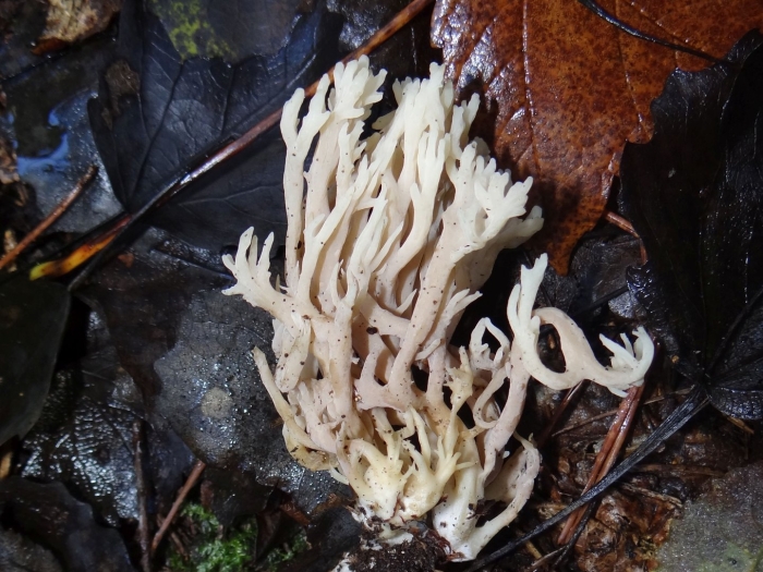 Clavulina coralloides