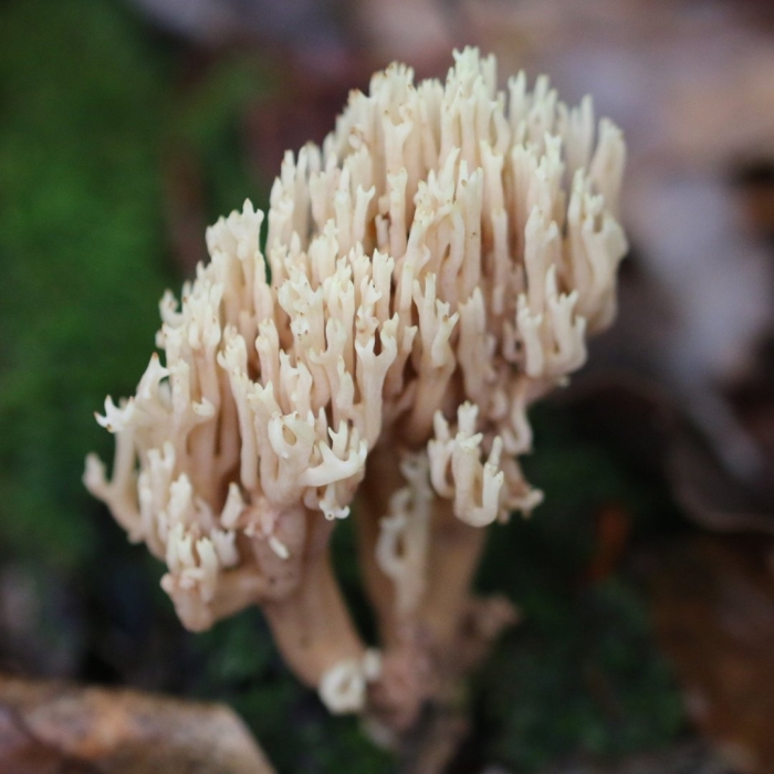 Коралловый рогатик гриб