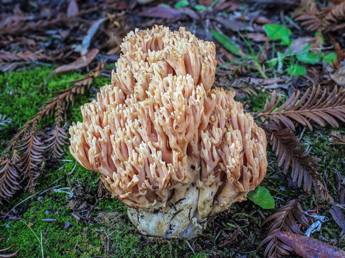 Оленьи рожки ramaria flava