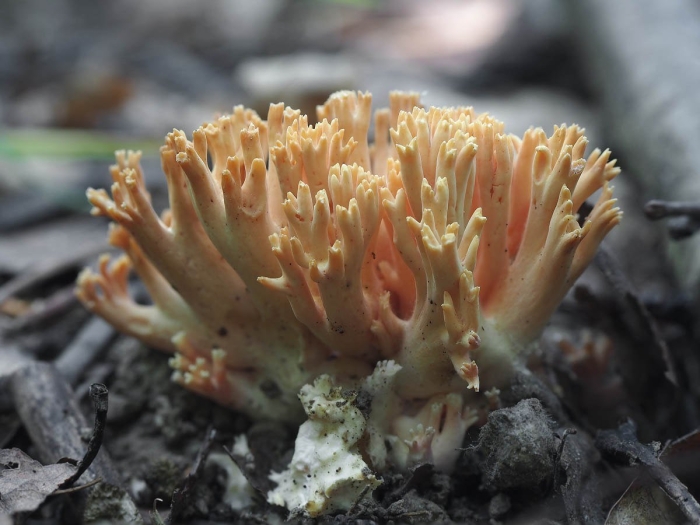 Ramaria formosa
