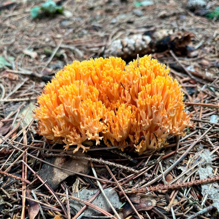 Гриб оленьи рожки