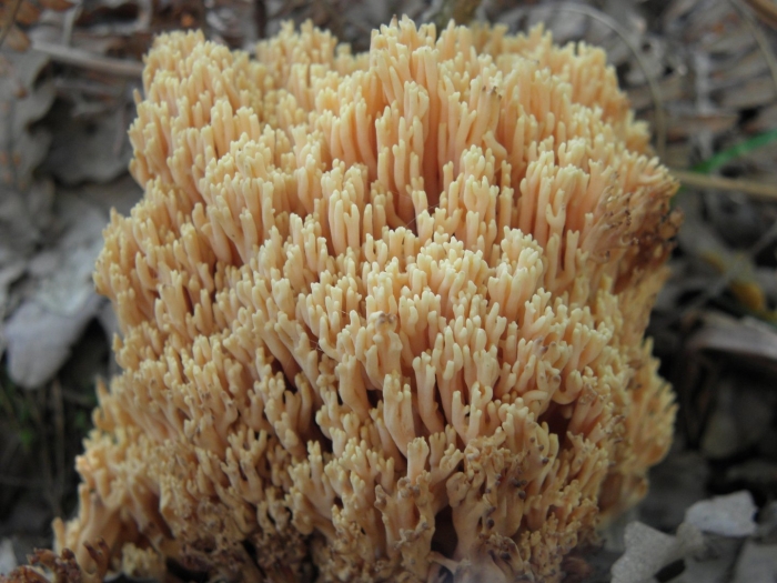 Рамария финская