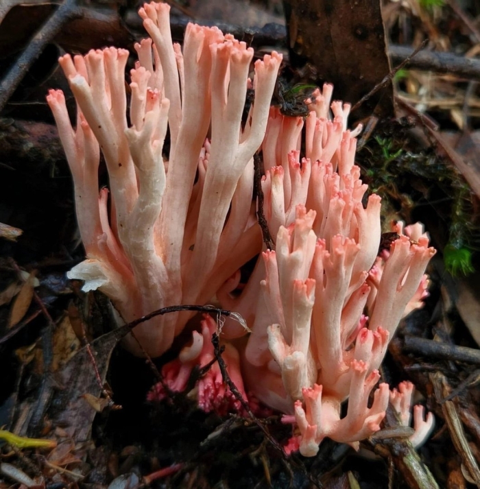Ramaria botrytis