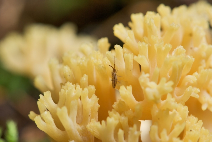 Ramaria flava