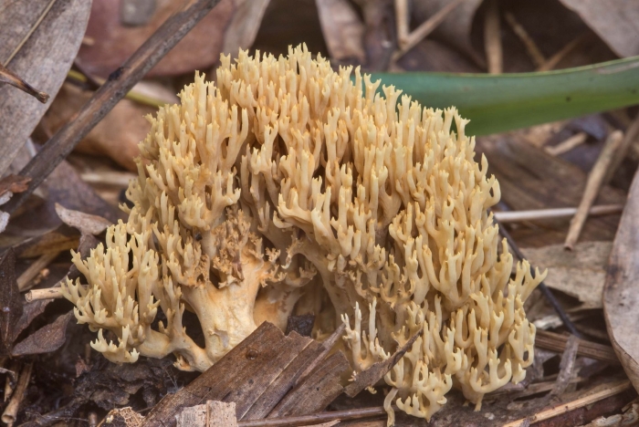 Коралловый рогатик гриб