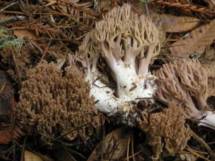 Ramaria rubrievanescens