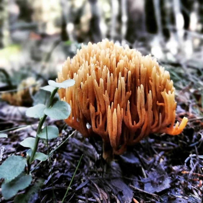 Гриб рогатик рамария