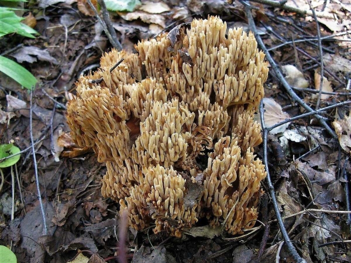 Гриб оленьи рожки