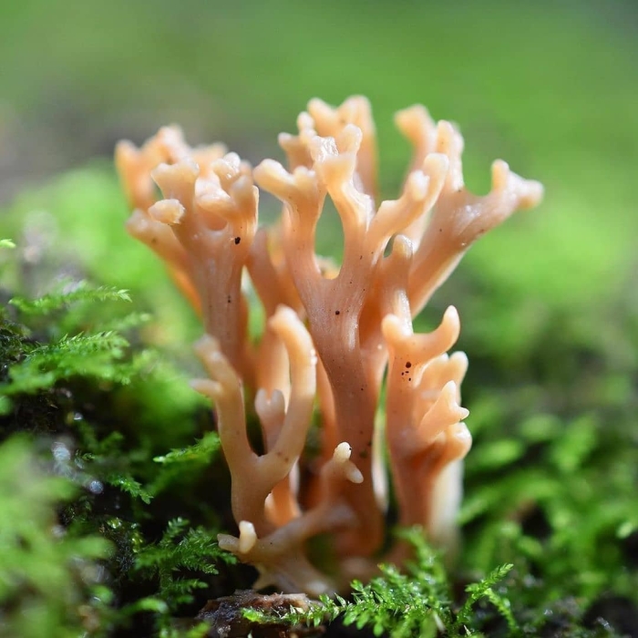 Рамария гриб