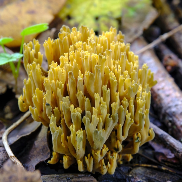 Коралловая рамария