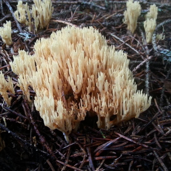 Рогатик гребенчатый