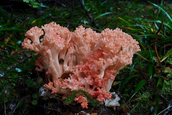 Ramaria botrytis