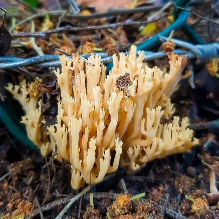 Рогатик оленьи рожки гриб