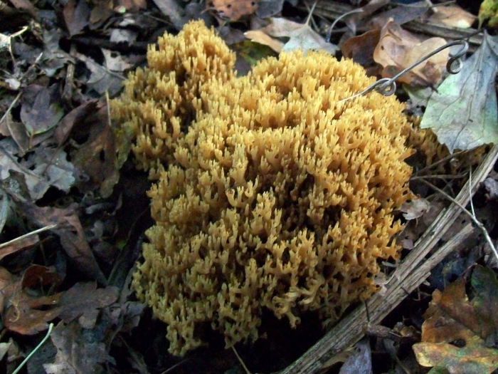 Оленьи рожки ramaria flava