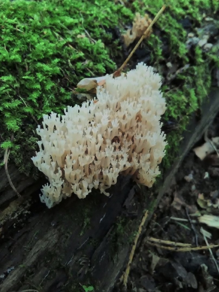 Ежовик коралловый гриб