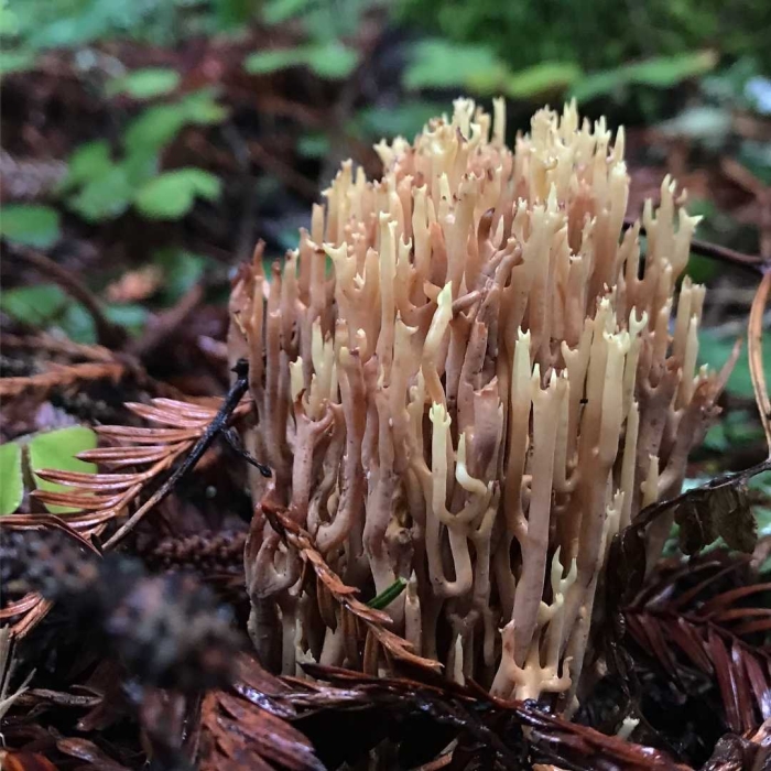 Рогатик коралловидный