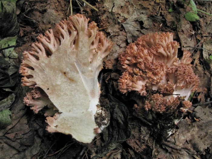 Гриб ежовик коралловидный