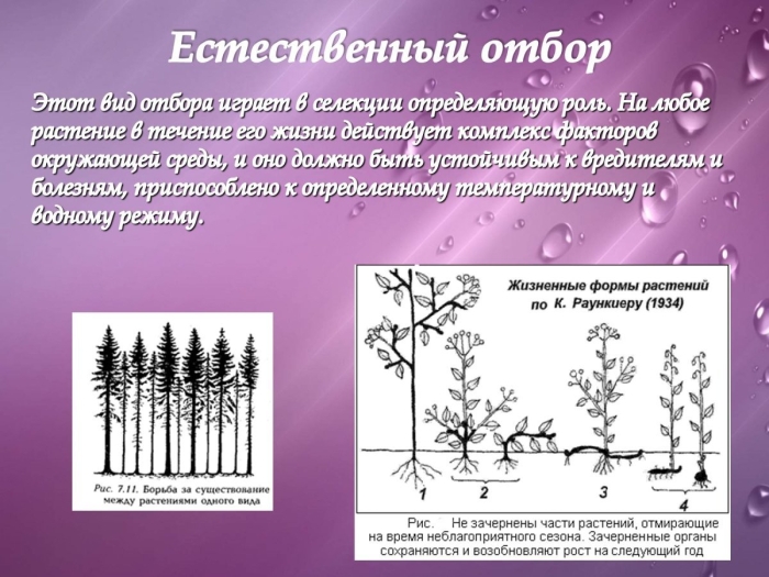 Методы селекции естественный отбор