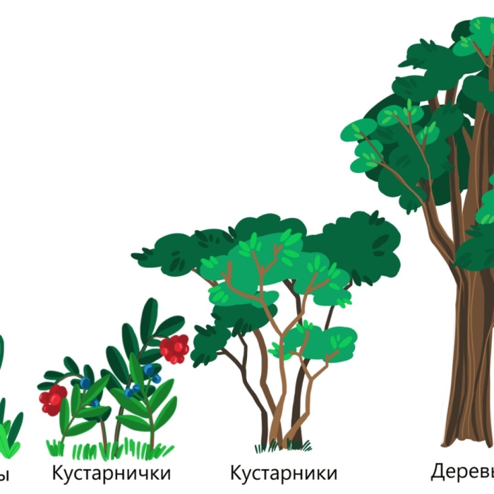 Дерево кустарник