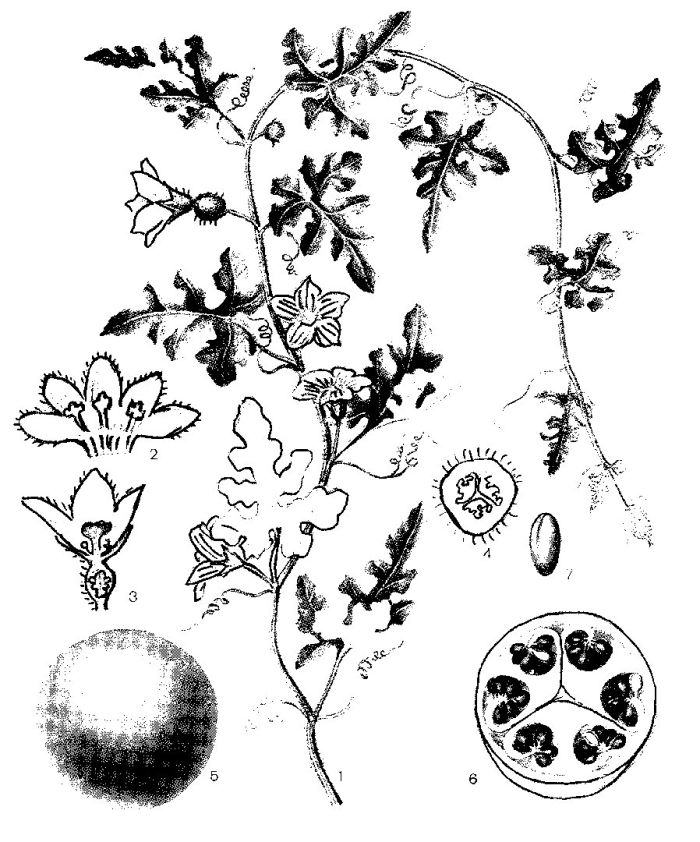 Смородина в разрезе