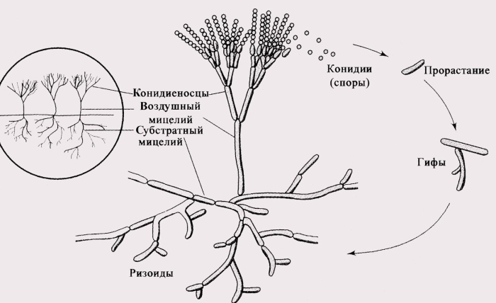 Гриб пеницилл строение рисунок