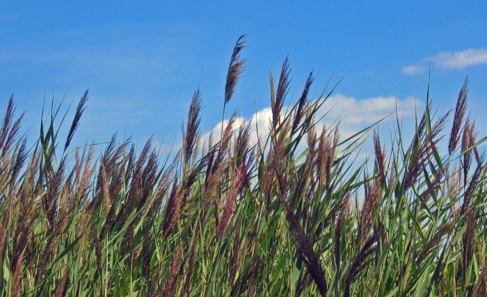 Тростник phragmites australis