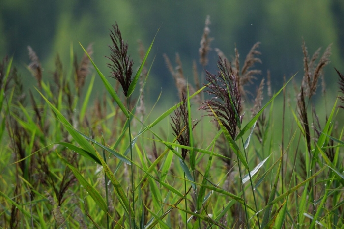 Тростник обыкновенный