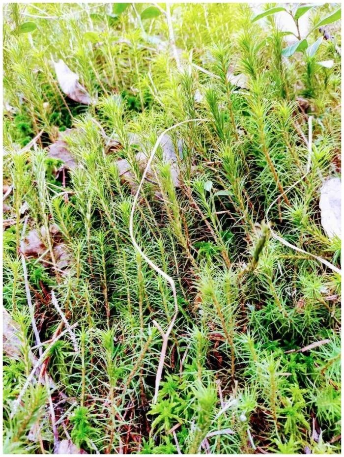 Зелёный мох кукушкин лён