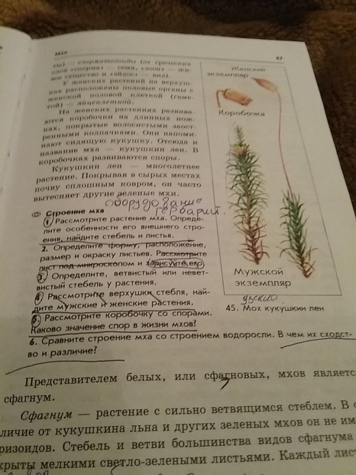 Мох кукушкин лён строение