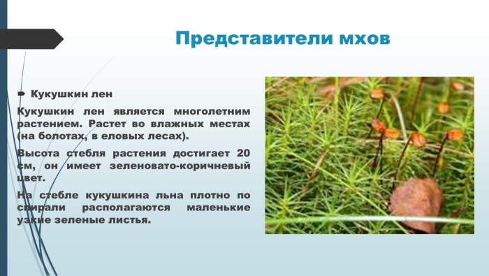 Листостебельные мхи кукушкин лен