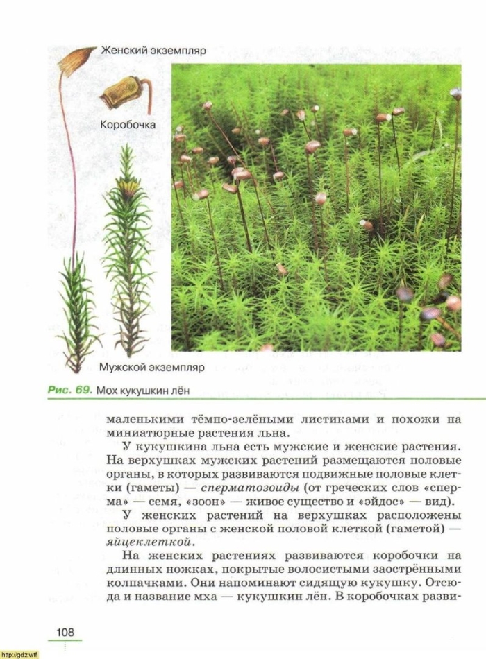 Строение кукушкина льна 7 класс биология