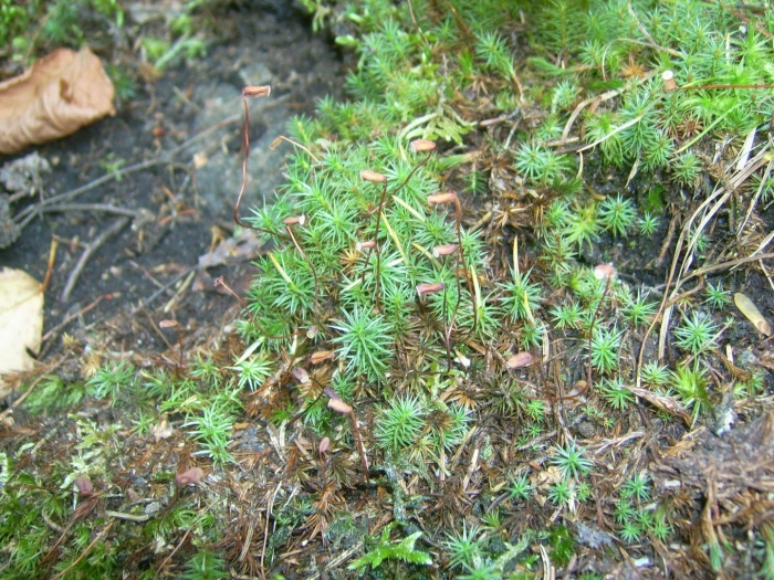 Мох лесной кукушкин лен