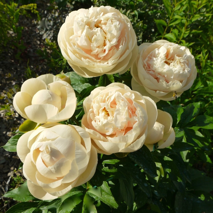 Пион пастелеганс