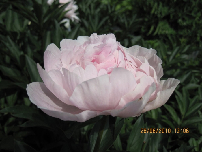 Бабушкин пион белый