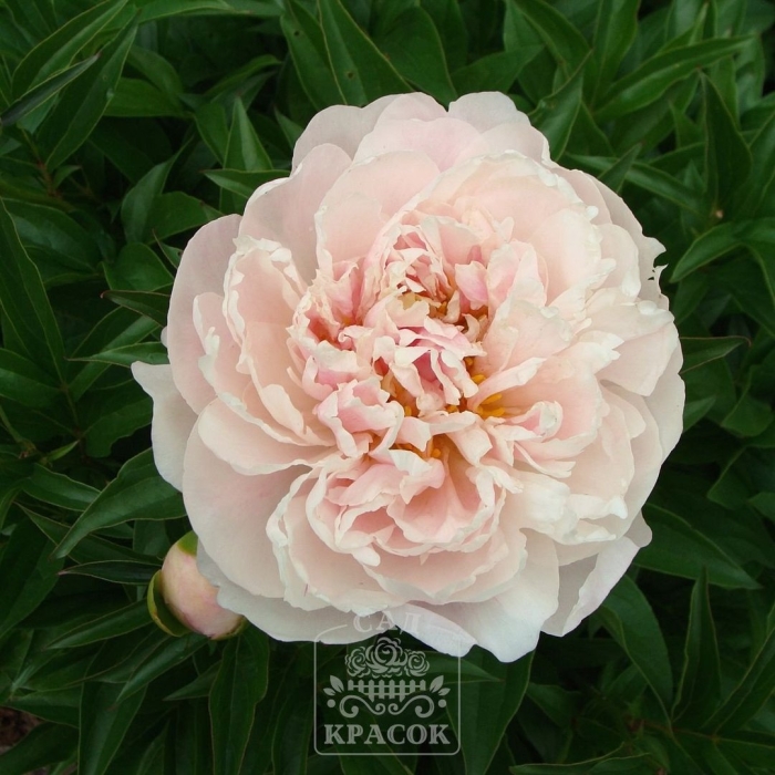 Пион сирин пастель